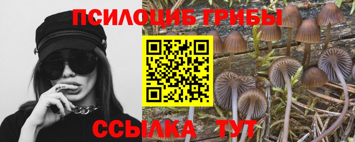 Галлюциногенные грибы Psilocybe Ливны